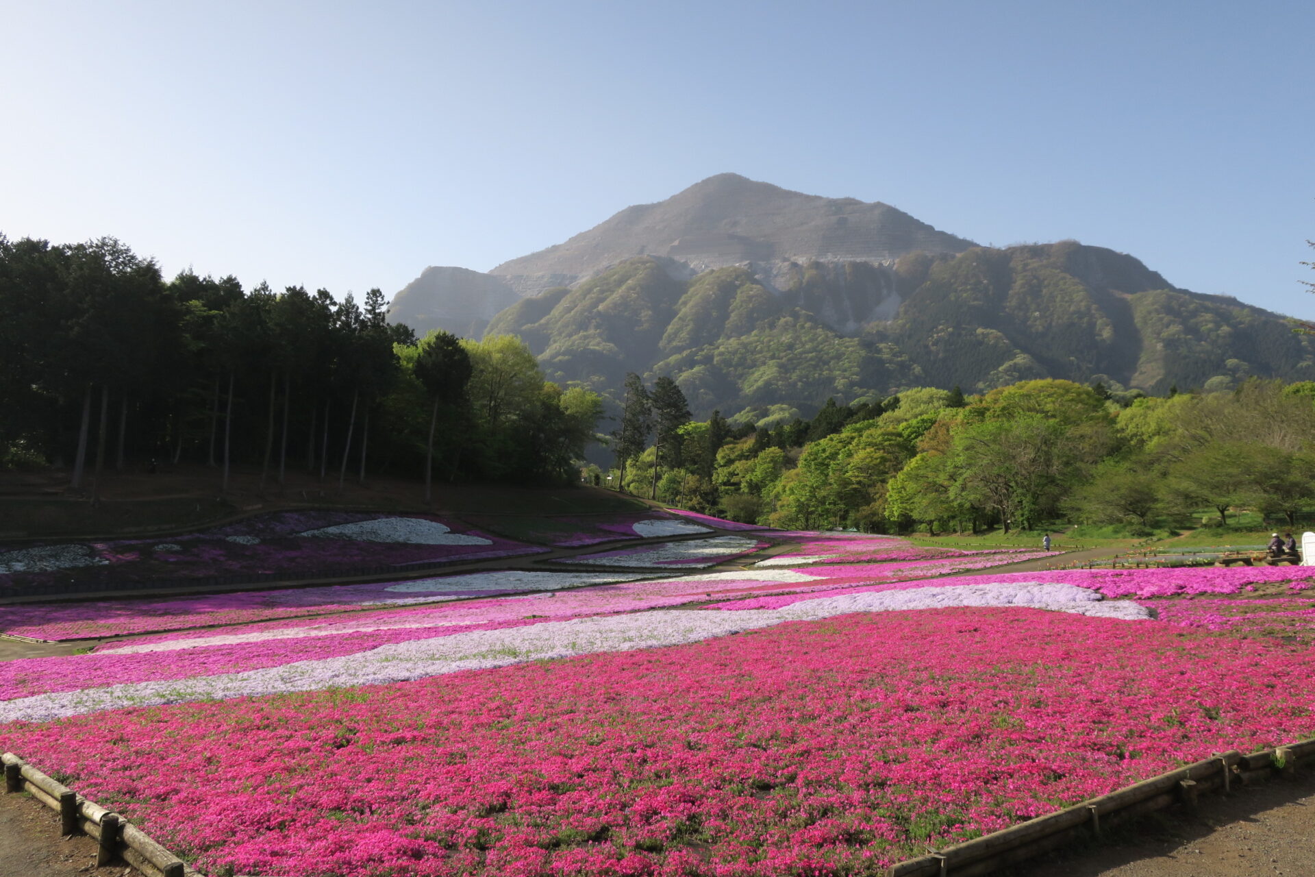 秩父芝桜の丘のイメージ写真