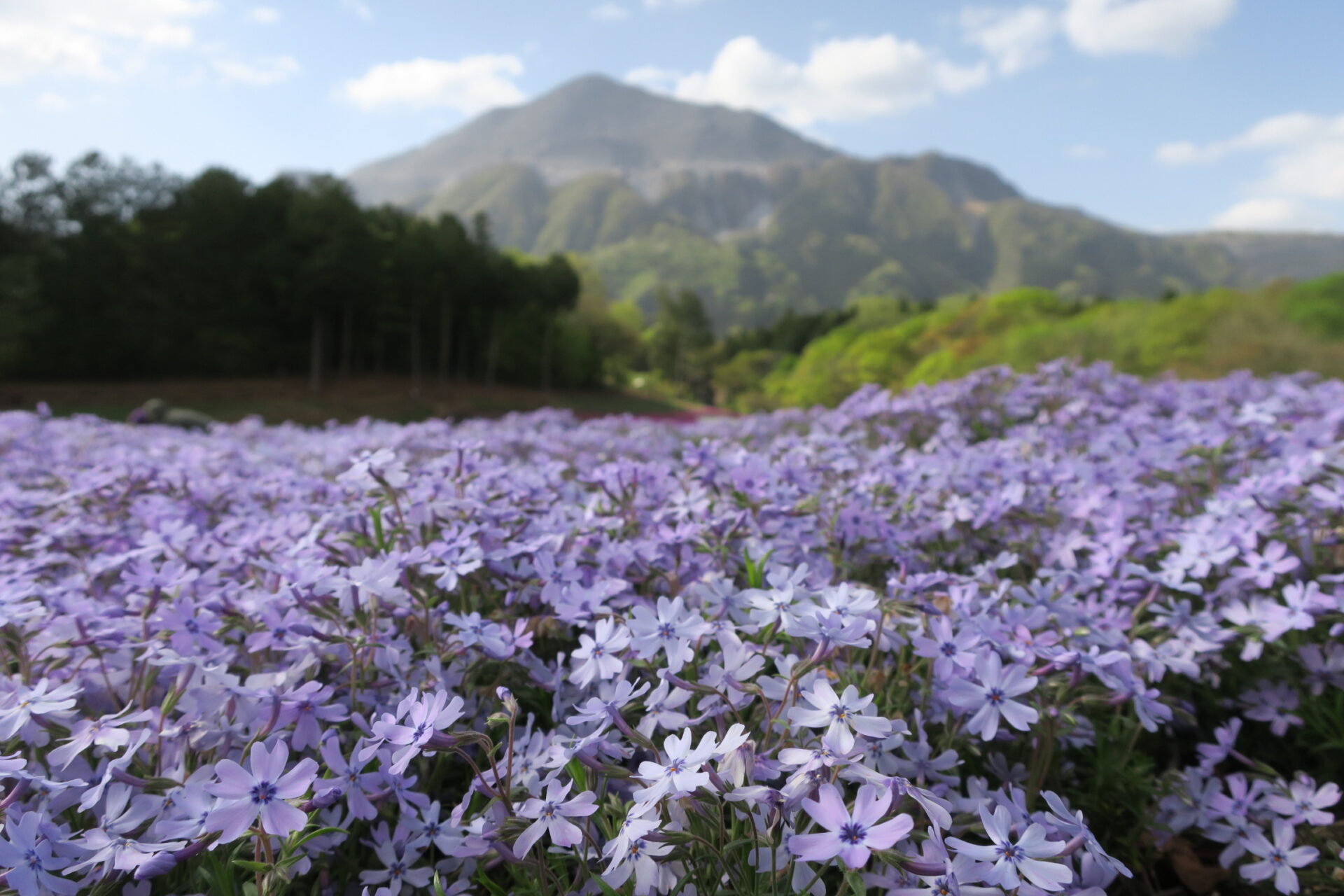 秩父芝桜の丘2024のイメージ写真