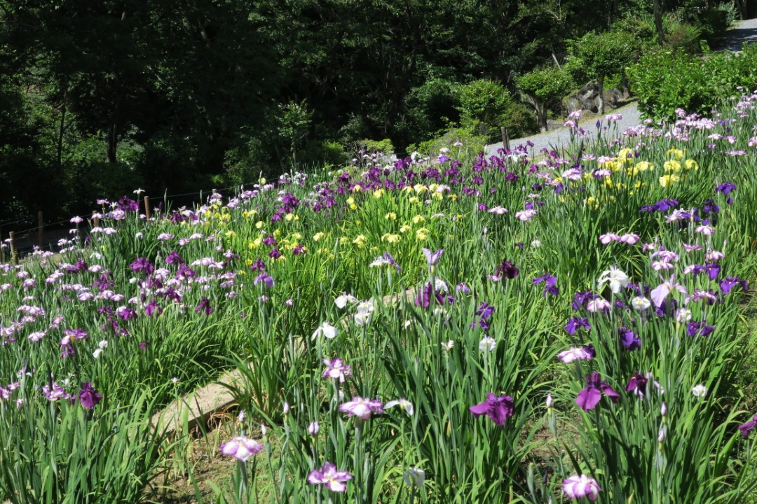 小鹿野　花しょうぶ園